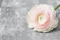 One pink ranunculus lying on table. Rustic background with copy space. Close up Persian buttercup flower. Royalty Free Stock Photo