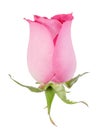 One pink rose Royalty Free Stock Photo