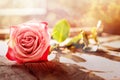 One pink rose with bokeh lighting, soft focus. Royalty Free Stock Photo