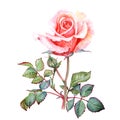 One pink Rose flower Aquarelle painting Royalty Free Stock Photo