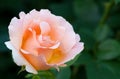 One pink rose flower bloom in the summer garden Royalty Free Stock Photo
