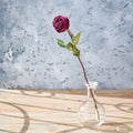 One pink rose flower with long stem and green leaves in glass round vase on wooden table on gray background close up, sun light Royalty Free Stock Photo