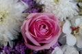 One Pink rose flowers