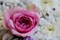 One Pink rose flowers