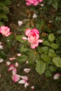 One pink rose garden .Blooming pink rose on branches in the garden close up . Soft focus, film effect, Royalty Free Stock Photo