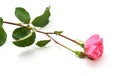 One pink rose Royalty Free Stock Photo