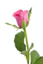 One pink rose Royalty Free Stock Photo