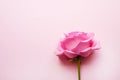 One pink rose on a pink background. Valentine`s Day Royalty Free Stock Photo