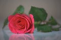 One pink rose Royalty Free Stock Photo
