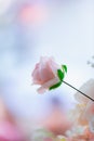 one pink rose for valentine day Royalty Free Stock Photo