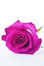 One pink rose on a white background Royalty Free Stock Photo