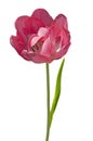 One pink terry tulip (Tulipa) with green leaves on a white isolated background Royalty Free Stock Photo