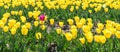 One pink tulip in a field of yellow tulips Royalty Free Stock Photo