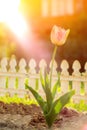 One pink tulip flower in garden decoration home at sunset , blurred , soft focus Royalty Free Stock Photo