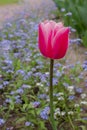 One pink tulip on light blue background of forget me not flowers. Botanical garden in spring. Vertical floral photo Royalty Free Stock Photo