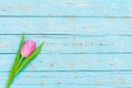 One pink tulip flower on light blue wooden table background with copy space, top view Royalty Free Stock Photo