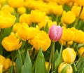 One pink tulip standing out from many yellow ones. Individuality concept Royalty Free Stock Photo