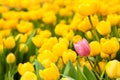 One pink tulip standing out from many yellow ones. Individuality concept Royalty Free Stock Photo