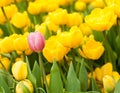 One pink tulip standing out from many yellow ones. Individuality concept Royalty Free Stock Photo