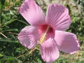 Hibiscus is pink. Big tender flower. Natural hibiscus backlit by the sun