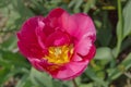 One pink tulps in garden Royalty Free Stock Photo