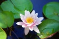 One pink water lily flower blossom on blue water and green leaves background close up, purple lily in bloom on pond, lotus flower Royalty Free Stock Photo