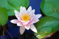 One pink water lily flower blossom on blue water and green leaves background close up, purple lily in bloom on pond, lotus flower Royalty Free Stock Photo