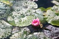 One pink waterlily in a pond with raindrops on the lily pads Royalty Free Stock Photo