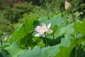 One Pink And White Lotus Flower Blossoms With A Lotus Bud Nearby