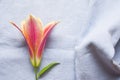 One pink and yellow lily flower with drops of water on blue textile background.