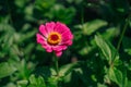 One pink zinnia flower in garden Royalty Free Stock Photo