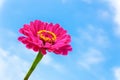 One pink Zinnia flower on stem with blue sky Royalty Free Stock Photo