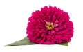One pink zinnia Royalty Free Stock Photo