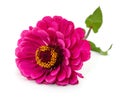 One pink zinnia Royalty Free Stock Photo