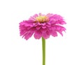 One pink zinnia. Royalty Free Stock Photo