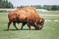 One plains bison eating grazing grass outside. Herd animal buffalo ox bull consuming plant food on meadow in prairie. Wildlife Royalty Free Stock Photo