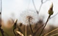 One plant dandelion close up Royalty Free Stock Photo