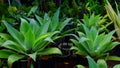 One of the plants in Jakarta Indonesia, this plant is sold cheaply, this plant can flower for a long time Royalty Free Stock Photo