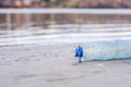 One plastic bottle as junk and garbage on the sand beach thrown in the water polluting the nature and environment low point of vie Royalty Free Stock Photo