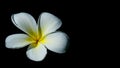 One Plumeria on black background with cliping path Royalty Free Stock Photo