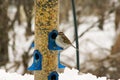 One plump sparrow feeding on a blue bird feeder in the snow in Minnesota Royalty Free Stock Photo