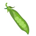one pod of green peas without leaves. micro-green. Vegetarian food. eco-friendly farm product. rustic greenery.Green peas,