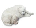 one polar bear Royalty Free Stock Photo