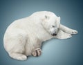 one polar bear Royalty Free Stock Photo