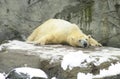 Polar Bear at Roger Williams Zoo