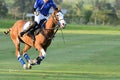 One Polo Horse Player Riding,Action of Horse Polo Player and Ponies in Match Royalty Free Stock Photo