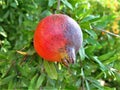 A pomegranate hanging in a tree Royalty Free Stock Photo