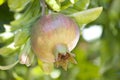 One pomegranate Punica granatum fruit ripening on a tree Royalty Free Stock Photo