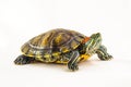 One Pond slider isolated on the white background Royalty Free Stock Photo