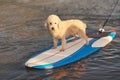 One poodle dog doing surfing Royalty Free Stock Photo